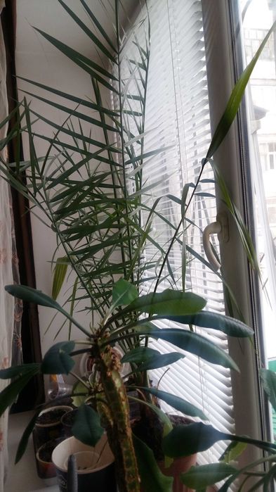 Цветы комнатные и лечебные