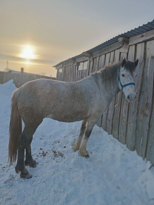 Кабыла с аткорма