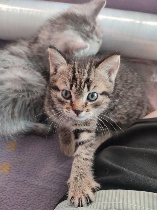 Котята отдам бесплатно