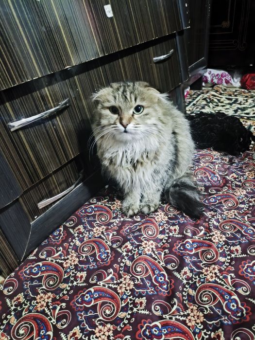 Mushuk sotiladi narxi kelishiladi