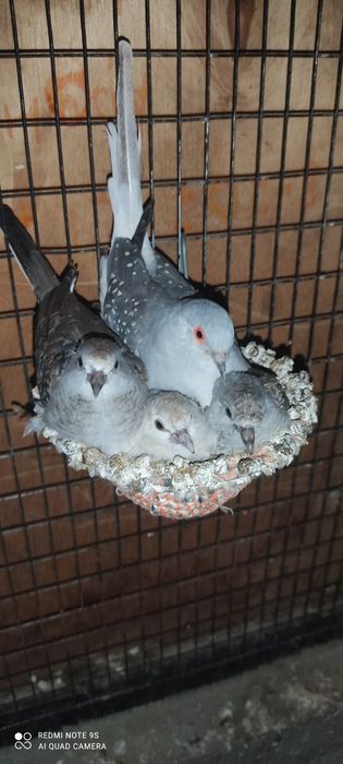 Бриллиантовые горлицы