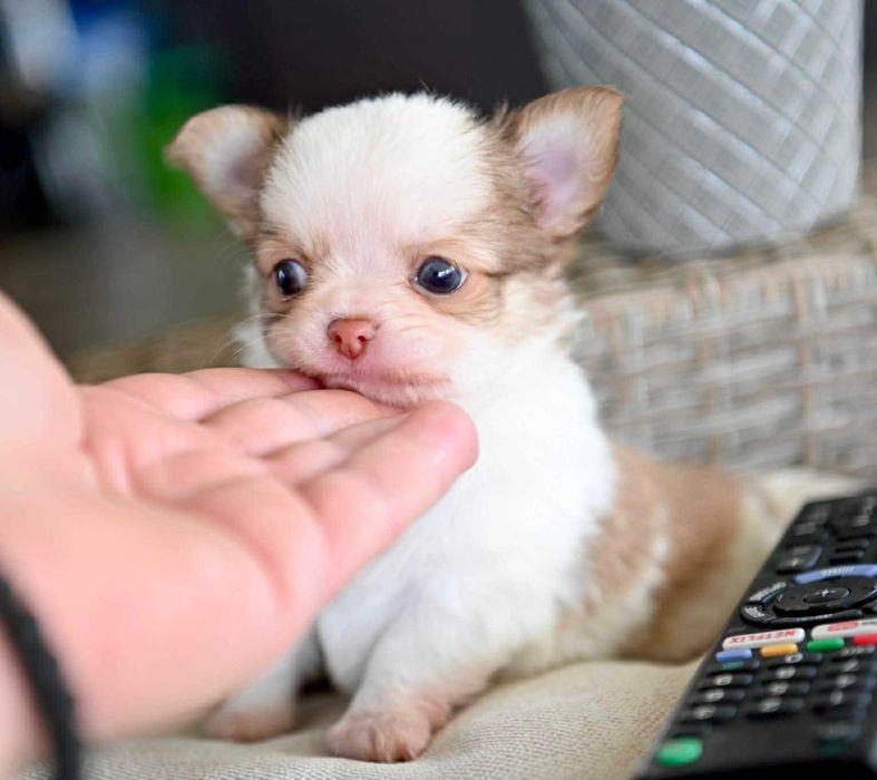 Мъжко дългокосместо мини чихуахуа