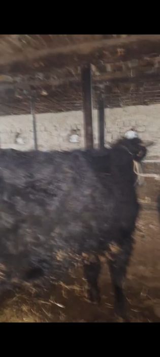 Бычки продам продам