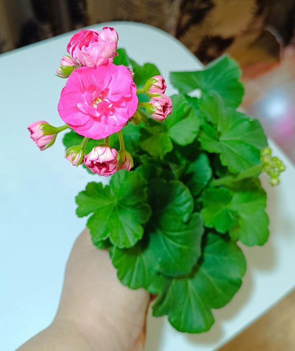 Пеларгония. Герань Розалинда