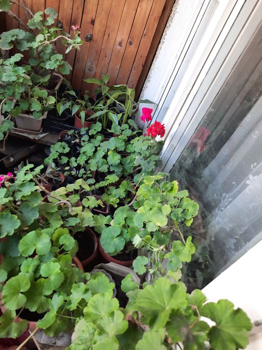 Срочно продам комнатные растения