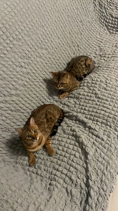 бенгальский котик