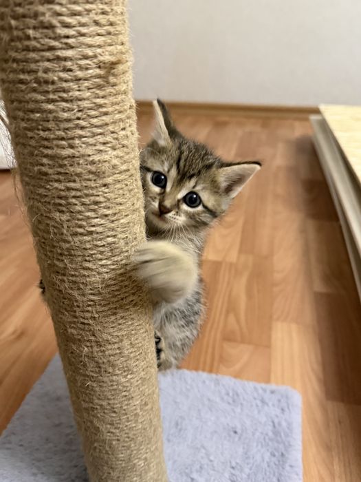 Отдам котенка в добрые руки
