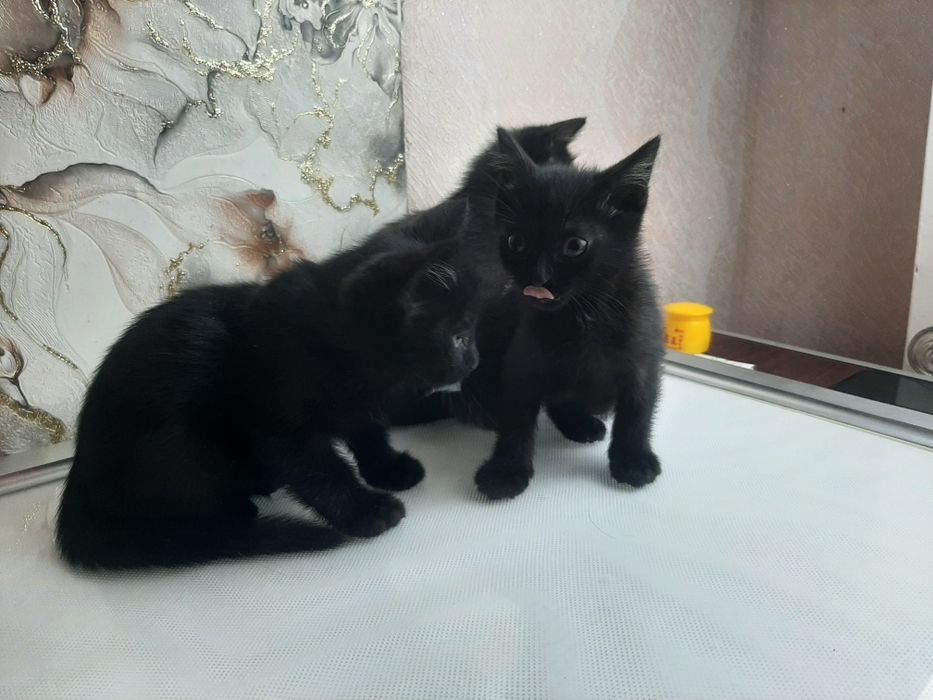 Отдам бесплатно котят