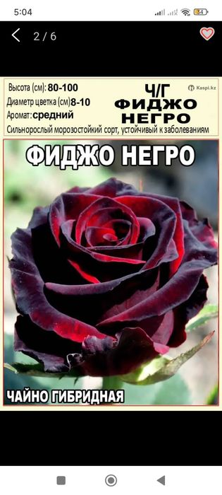 Розы саженцы калеровны