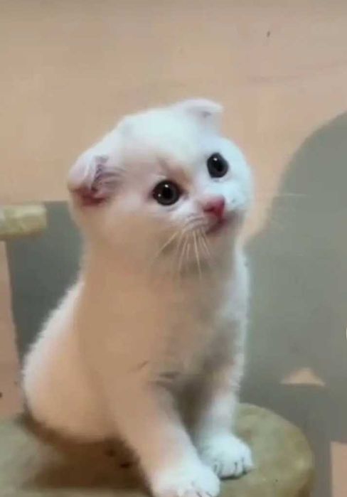 Котята британской породы