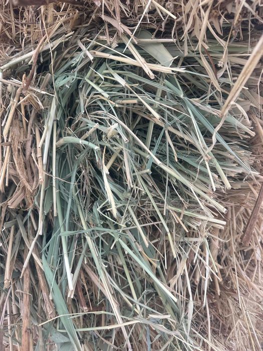 Продам сено срочно