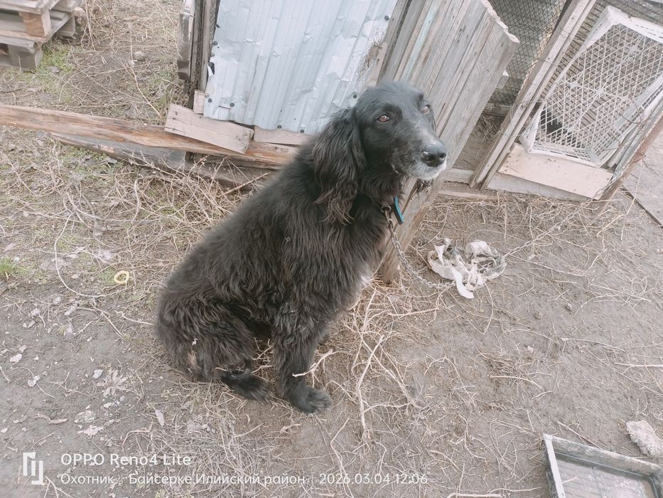 Тайған ит  еркек аңға түсіп тұрған