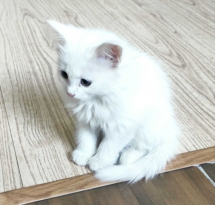 Отдам котят, бесплатно