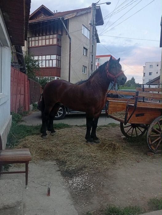 De vânzare armăsar