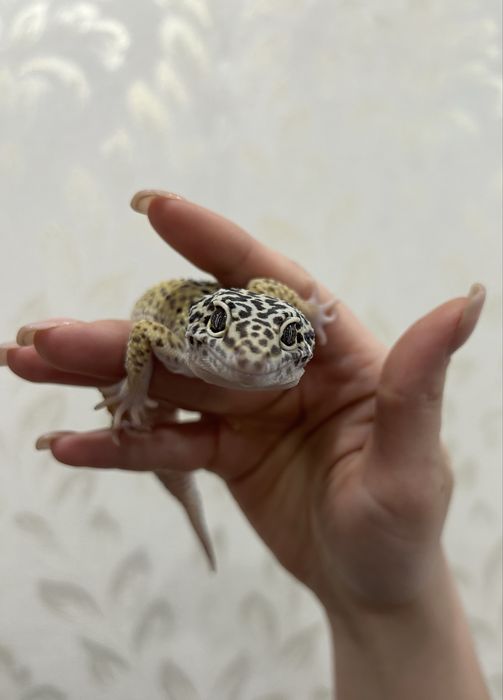 продам эублефара