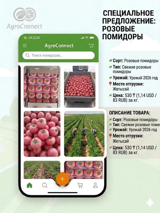 Помидоры оптом сорт Рунер