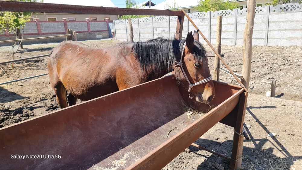 2 бас құлынды бие сатылады