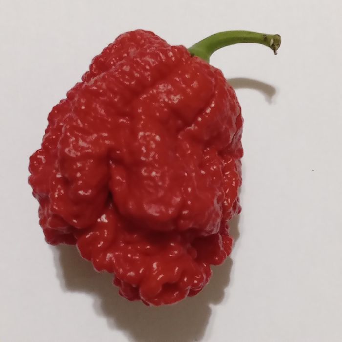 Vând praf de ardei iuți Carolina Reaper, Habanero, Moruga, BhutJolokia