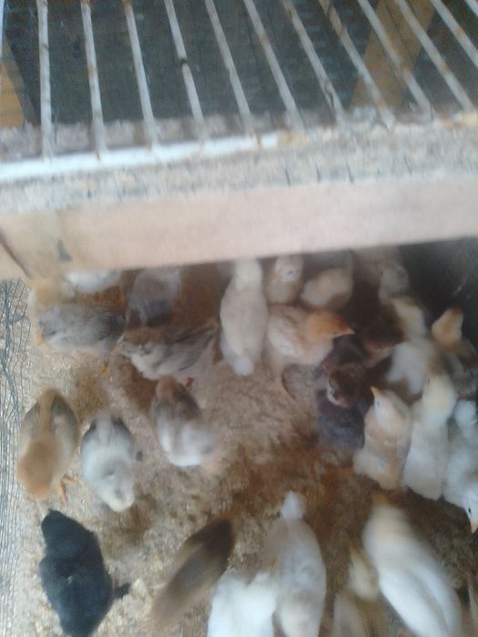 Pui de găină de țară