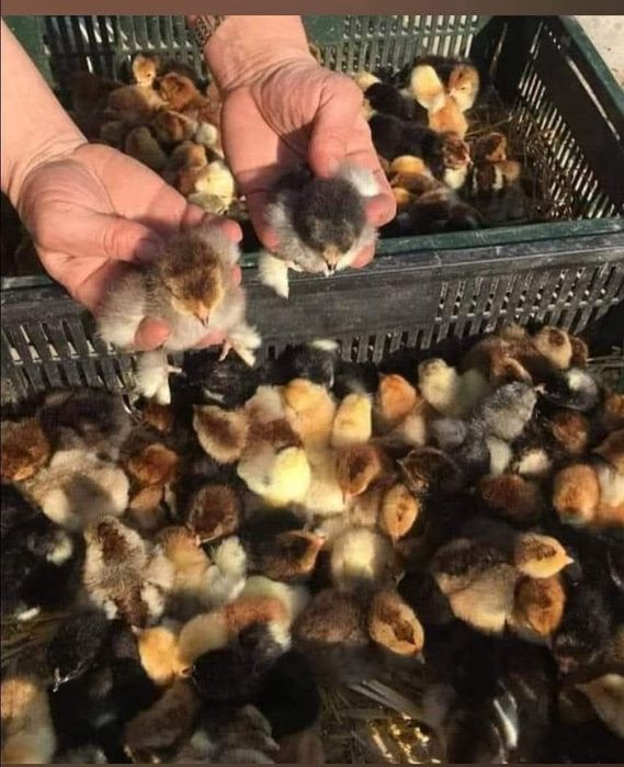Pui încălțați împerechere cu brahma