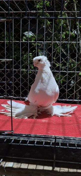 Гулбадам голубкааа