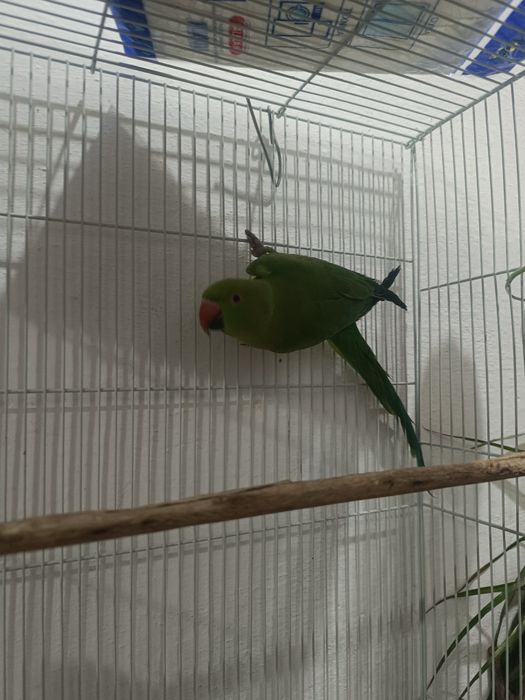 Ожереловый попугай взрослая самка