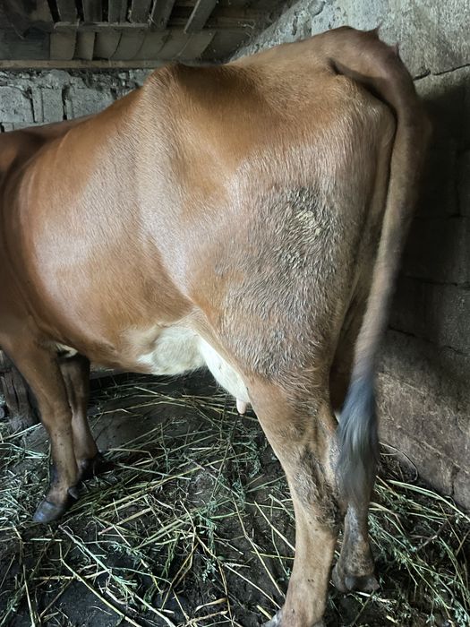 Vând vacă bălțată