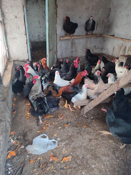 Тауыктар сатылады