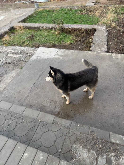 Sibirskiy xaska iti sotiladi