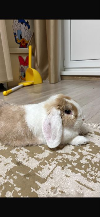 Кролик мини лоп девочка