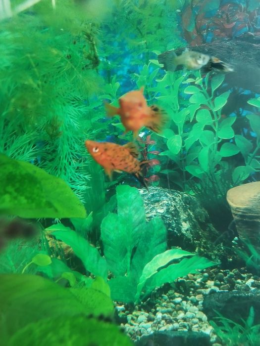 Пара тигровых меченосцев