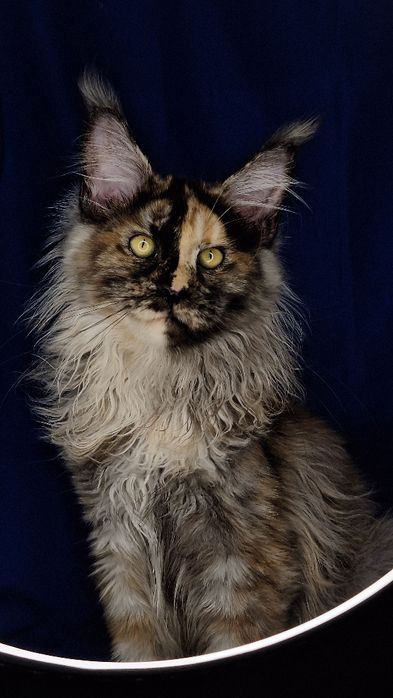 Кошка шоу и и брид класса