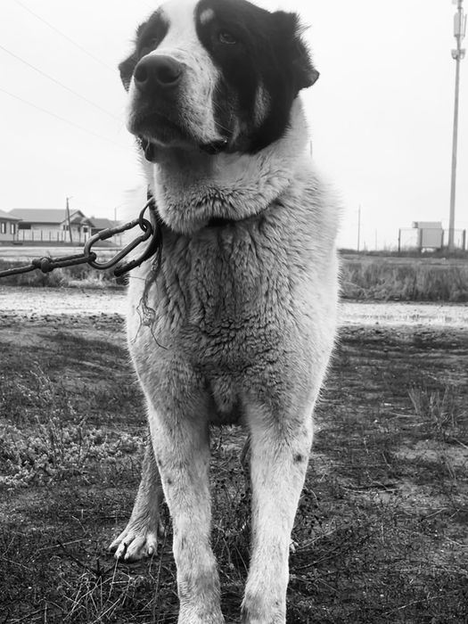 Алабай кобель ))