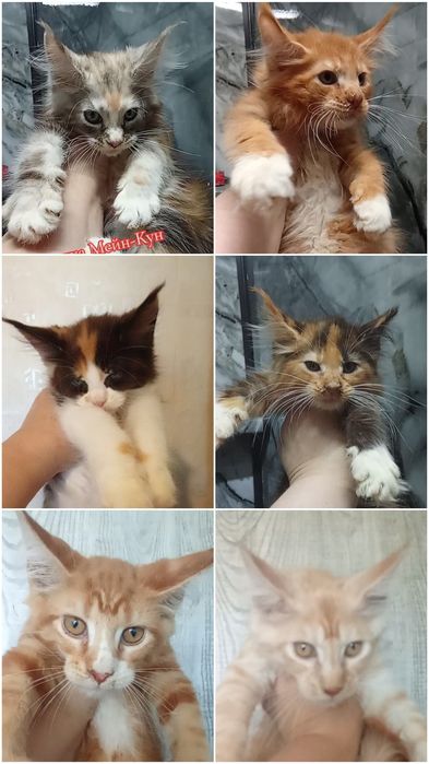 Грациозные великаны