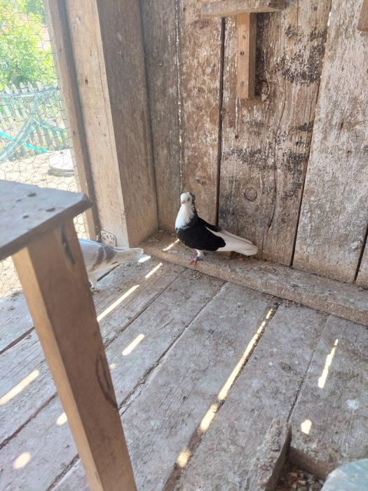 De vanzare  o femela de jucatori de Constanța