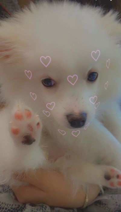 Померанче уникално