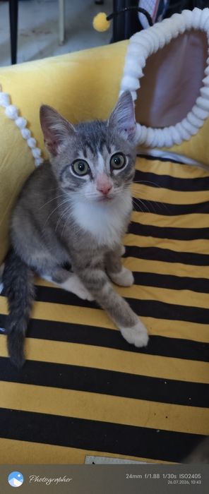 Мальчик котенок и девочка