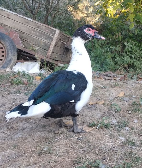 Rățoi de vânzare