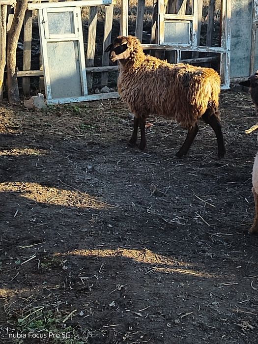 Токты сатылады откорм токтылар