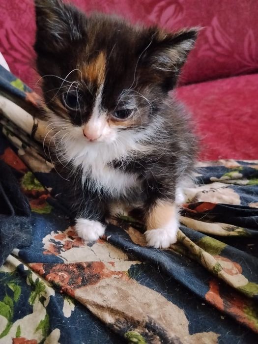 отдам котят в добрые руки