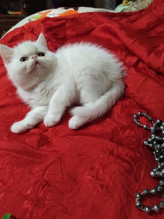 Продам котят  Экзоты