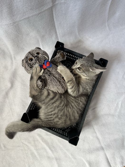 Игривый котенок ищет семью