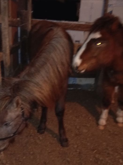 Тай байтал шығар