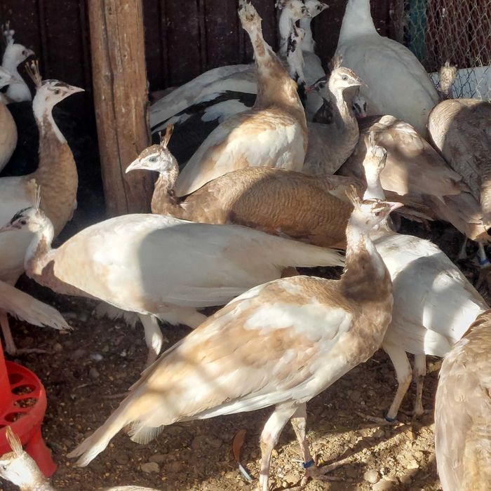 Vând Pauni Maturi si Tineri