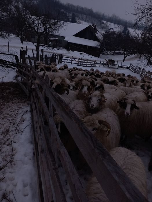 Vând 20 oi pe ales