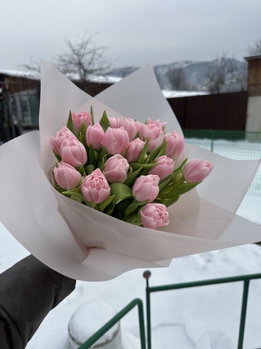 Голландские тюльпаны