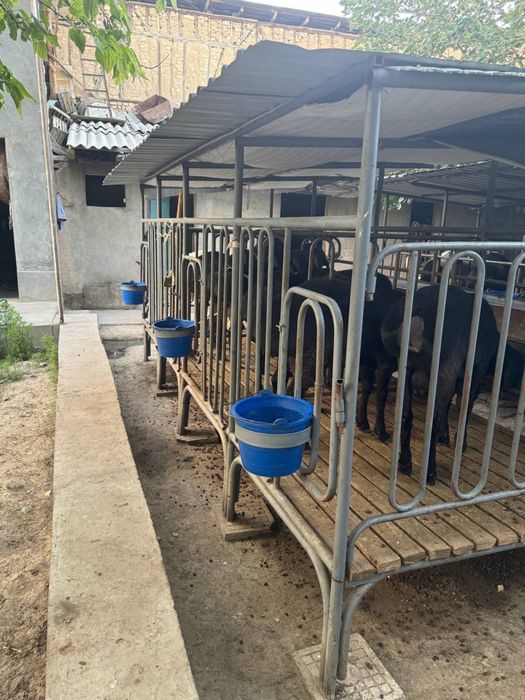 Куй учун ин сотилади