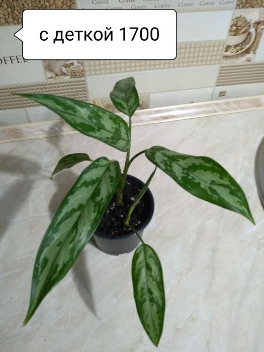 Аглаонема Мария,Монстера