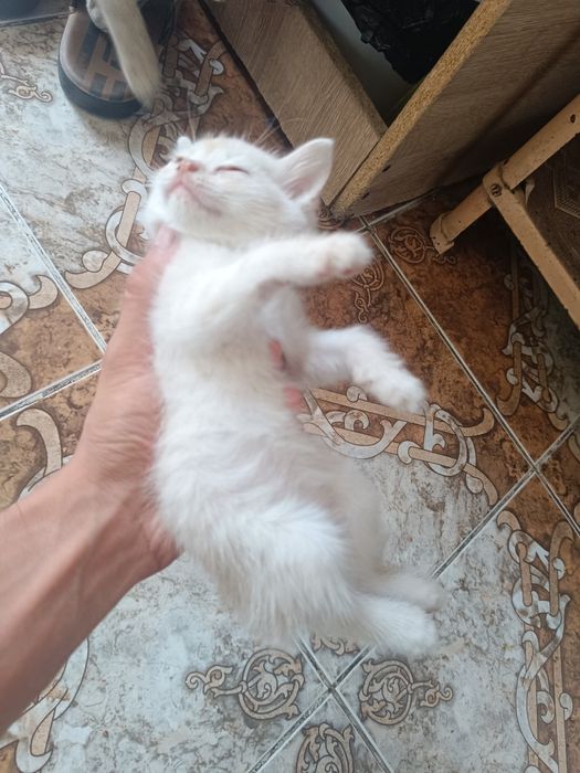 Отдам котят в хорошие руки