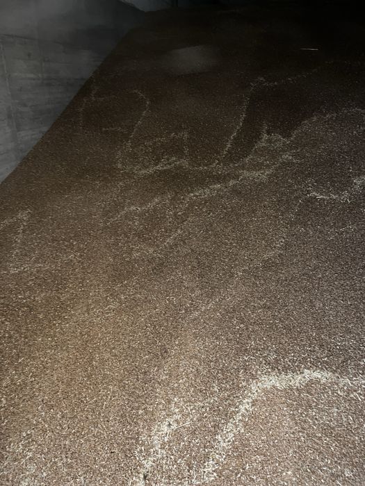 Vand grau recolta 2025